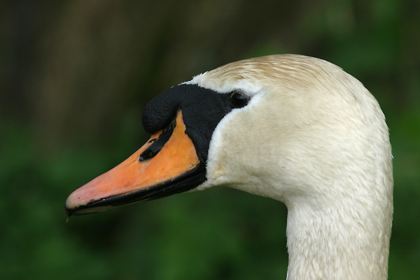 Schwan -EBV