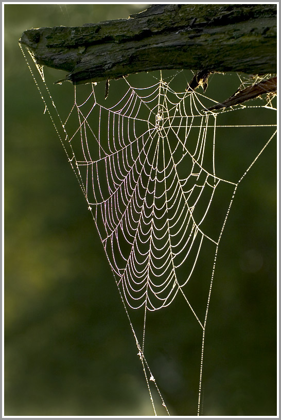 Spinnennetz im morgendlichen Gegenlicht, Siegaue