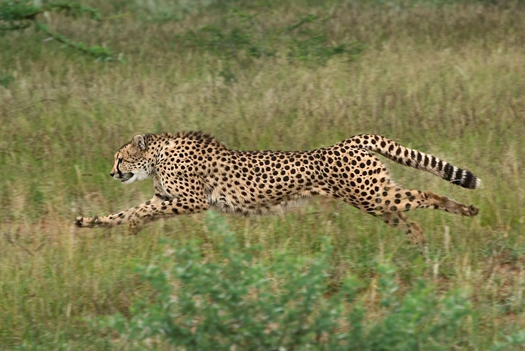 Gepard [ZO]
