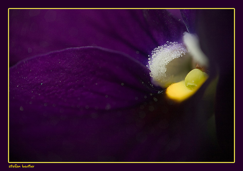 Viola