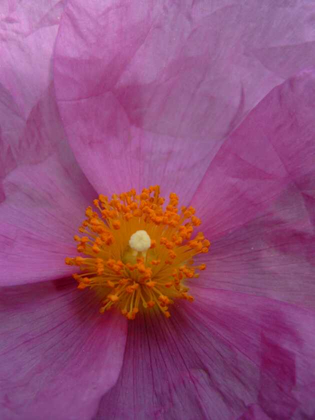 Zistrose (Cistus incanus) ND