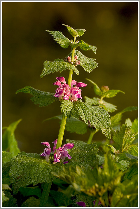 Purpurrote Taubnessel (Lamium purpureum)