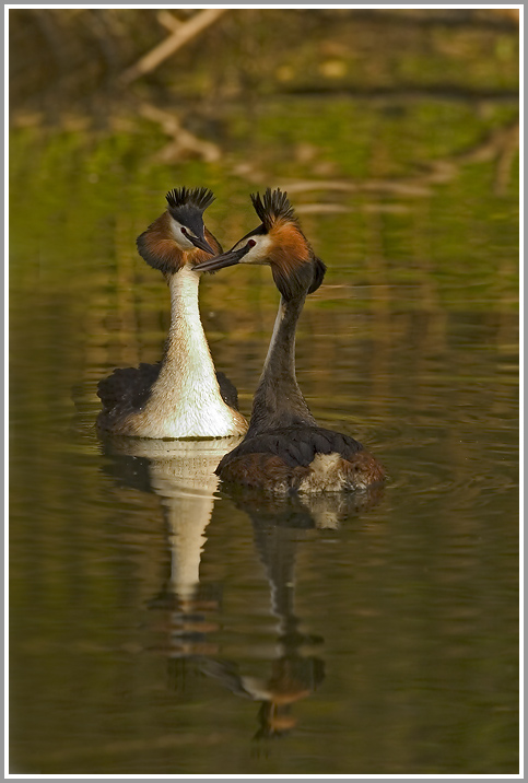 Haubentaucher (Podiceps cristatus)