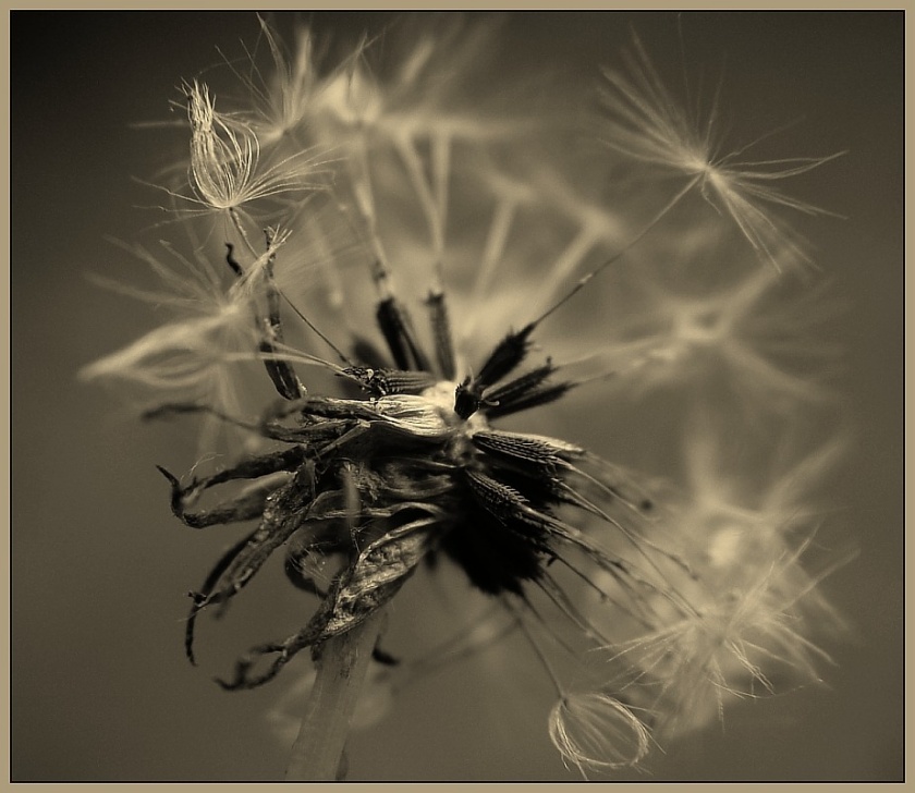 Gebrauchte Pusteblume