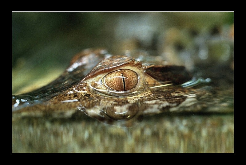 Alligator