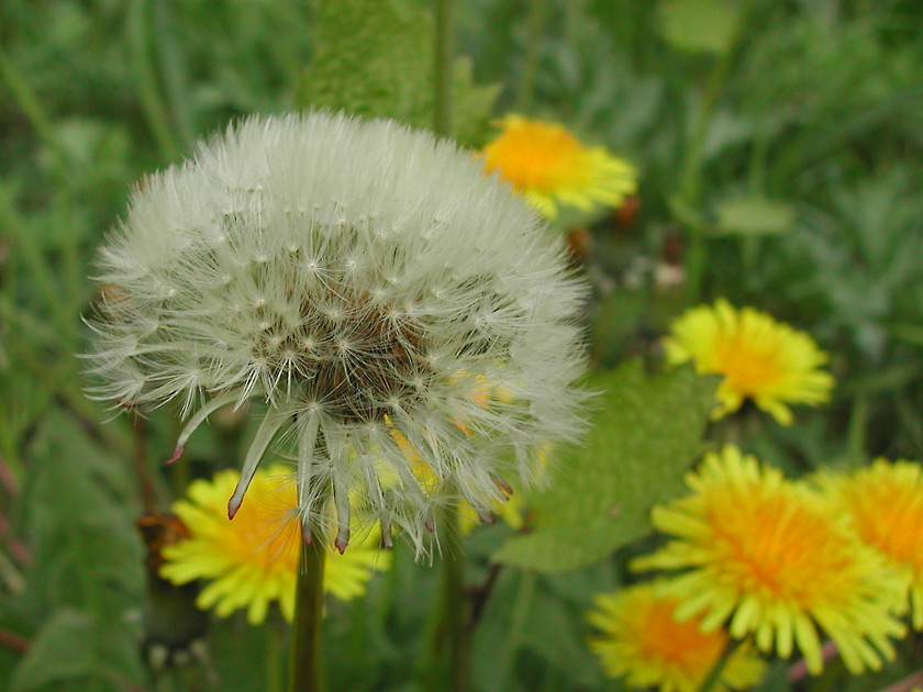 Pusteblume