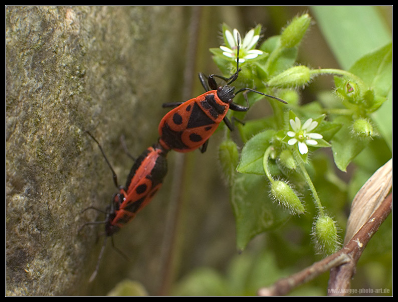Phyrrhocoris apterus (Feuerwanze) ND