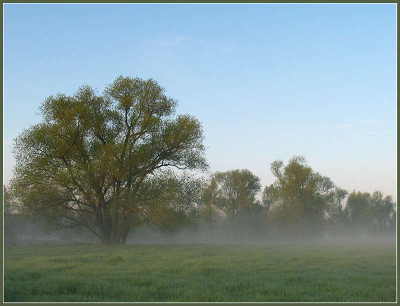 Morgennebel in der Siegaue