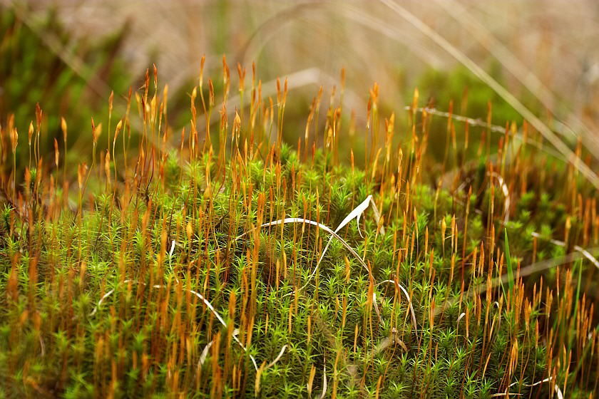 Frühling