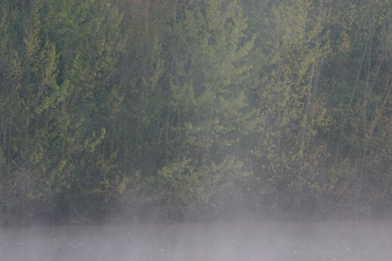 Seeufer im Nebel