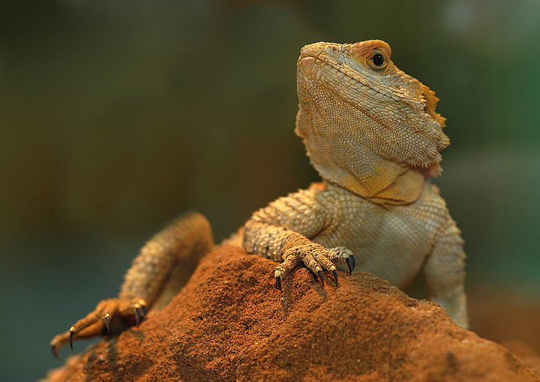 Bartagame