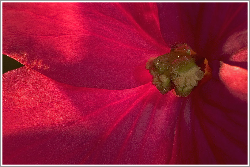 Silberblatt (Lunaria annua)