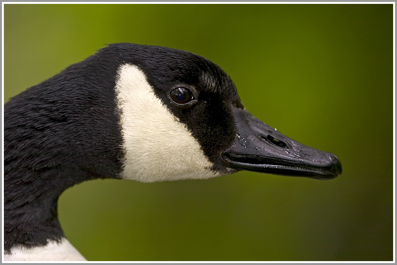 Kanadagans (Branta canadensis)