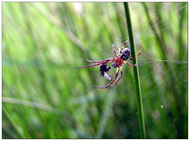 Spinne ND