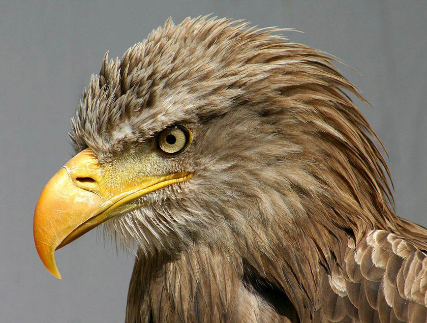 Seeadler ZO