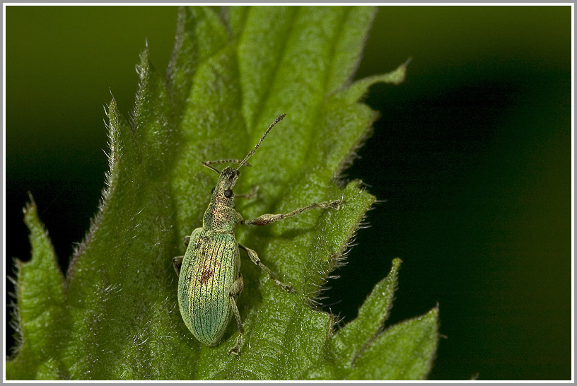 Grünrüssler (Phyllobius pomaceus)