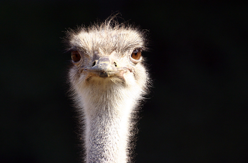 wer ruft mich?