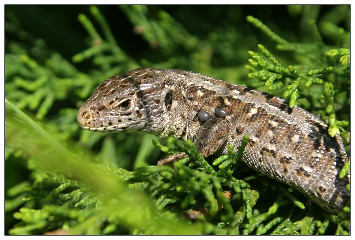 Zauneidechse (Weibchen) - ND