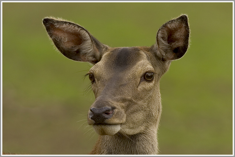 Dammwild, Wildpark Bad Mergentheim