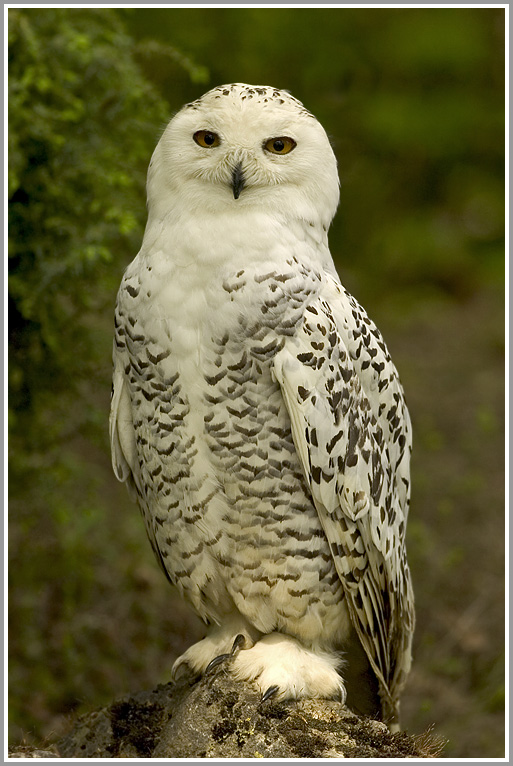 Schneeeule, Wildpark Bad Mergentheim