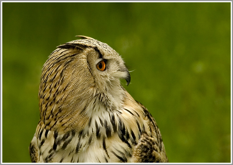 Uhu, Wildpark Bad Mergentheim