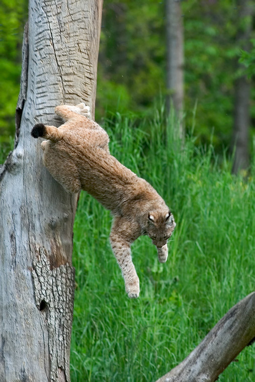 Luchs ZO