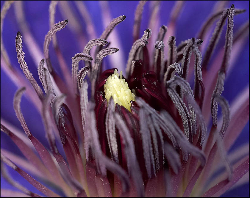 Clematis ND