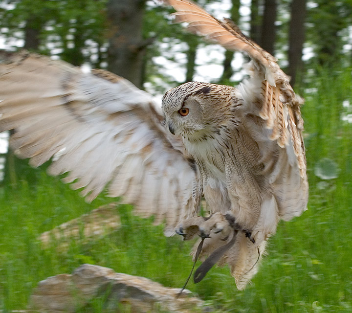 Flying UHU