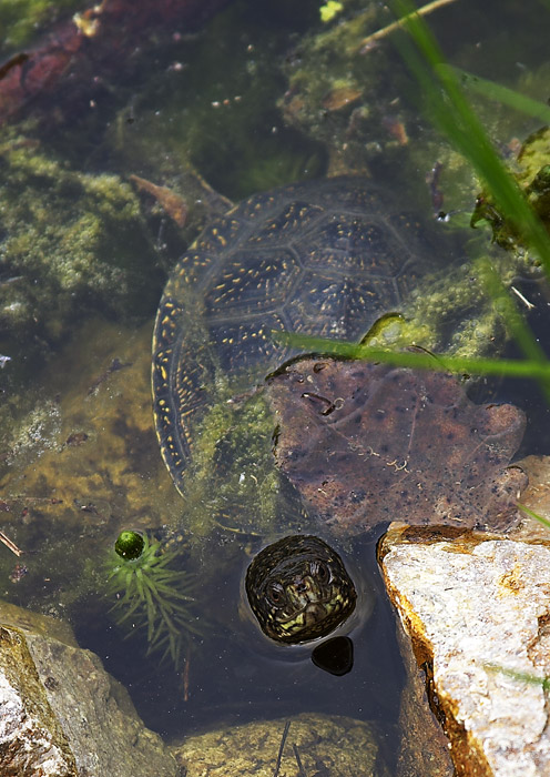 Sumpfschildkröte