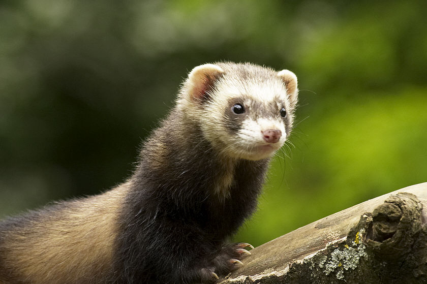 Kleiner Witzbold
