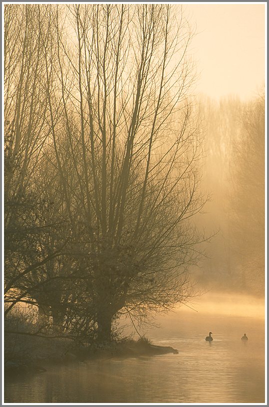 Morgenstimmung am Mühlenbach im Naturschutzgebiet Ruhraue Mülheim