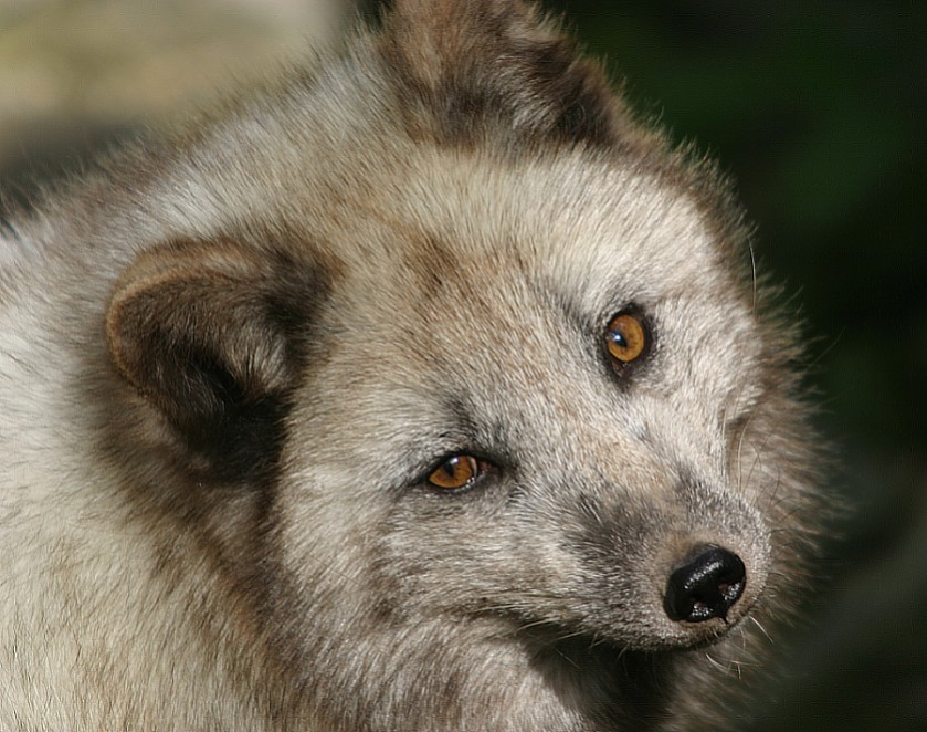 Polar Fuchs 2