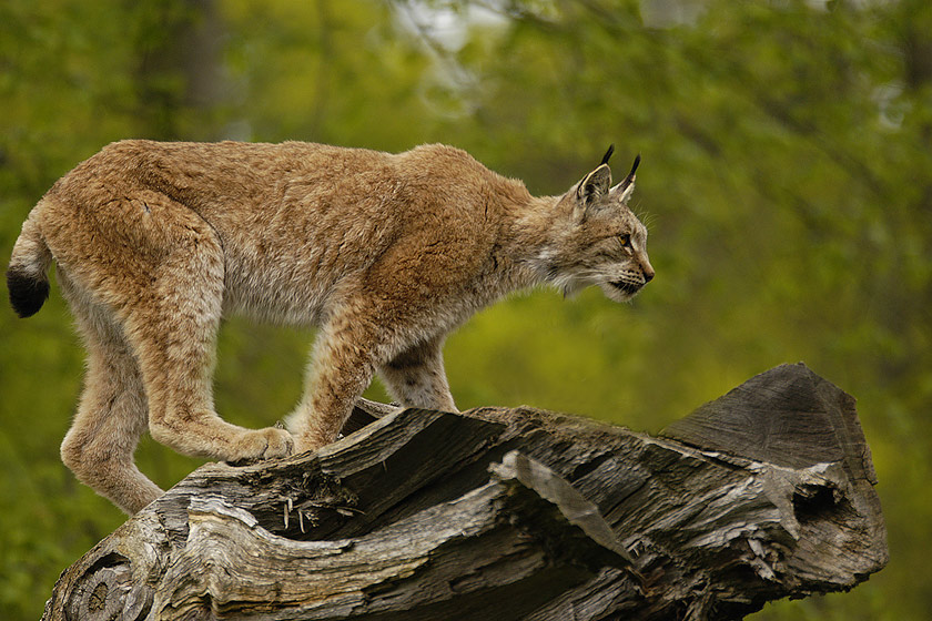 Luchs "ZO" und "EBV"