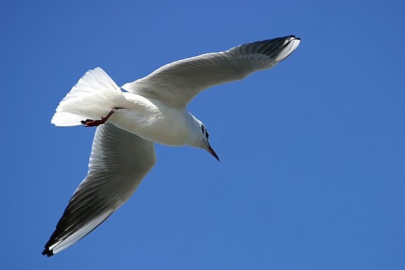 Lachmöwe