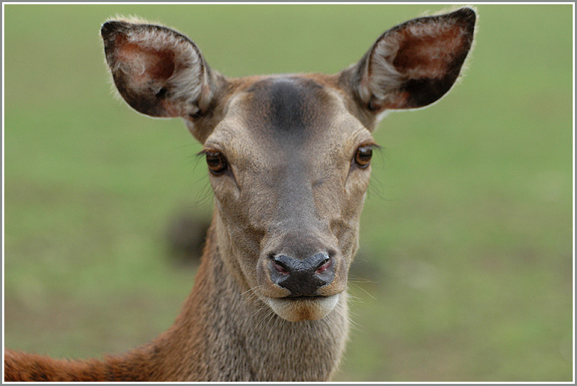 Dammwild, Wildpark Bad Mergentheim