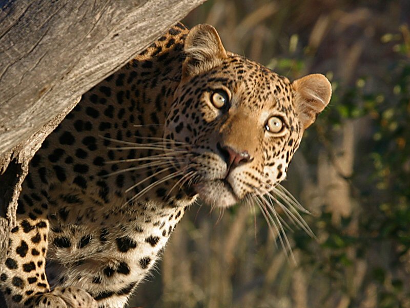 Leopard KD