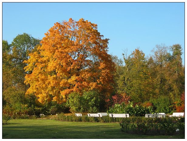 Herbst im Park