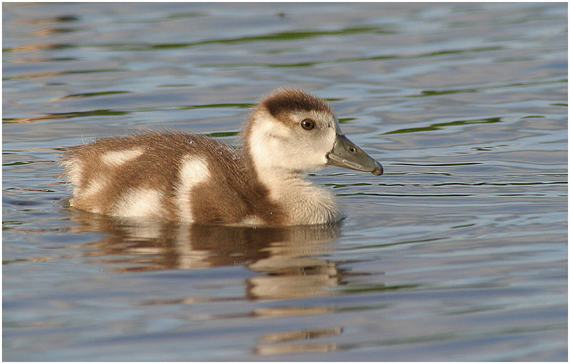 junge Nilgans  ND