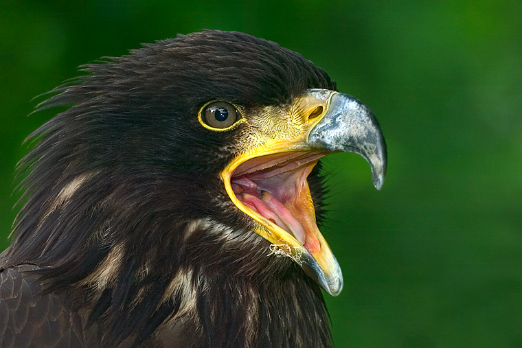 Weisskopfseeadler [ZO]