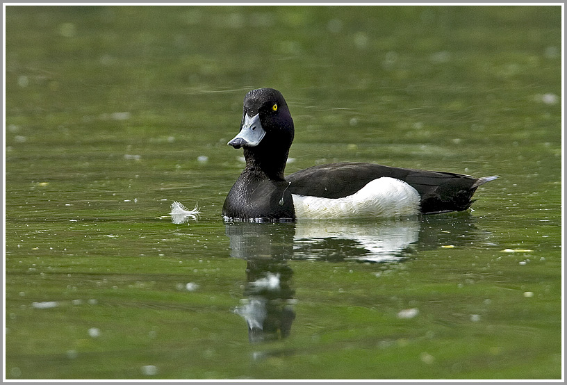 Reiherente (Aythya fuligula)