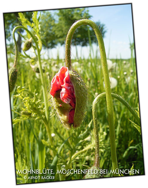 Mohnblüte, Möschenfeld bei München ND