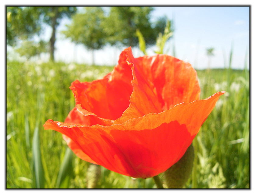 Mohnblüte, Möschenfeld bei München ND