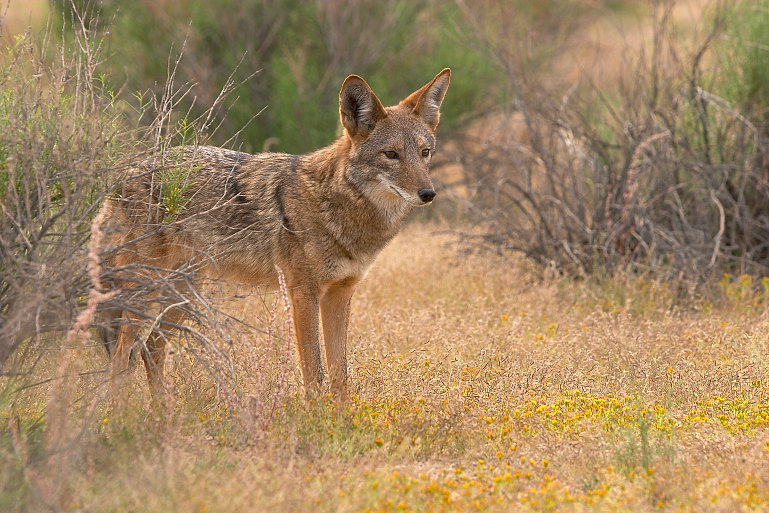 Kojote, Canis Latrans ND