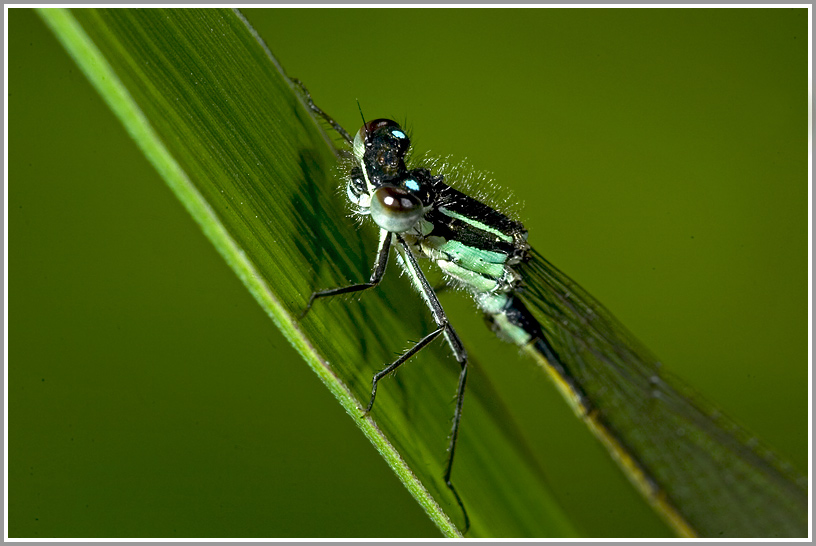 Pechlibelle (Ischnura elegans)