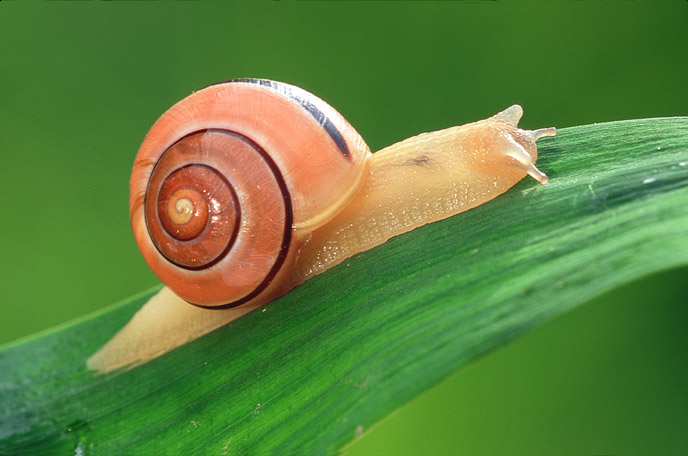 Garten Banderschnecke Capaea Hortensis Forum Fur Naturfotografen