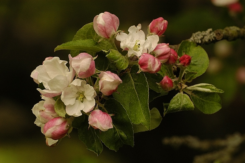 Apfelblüte ND