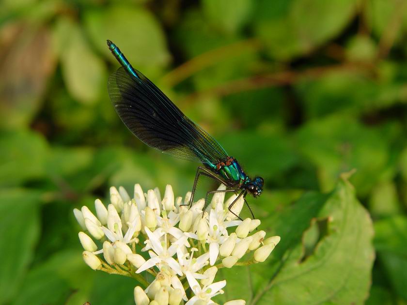 Blauflügel Prachtlibelle