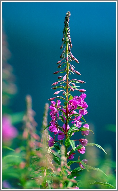 Schmalblättriges Weidenröschen (Epilobium montanum), Feldberg Baden Württemberg