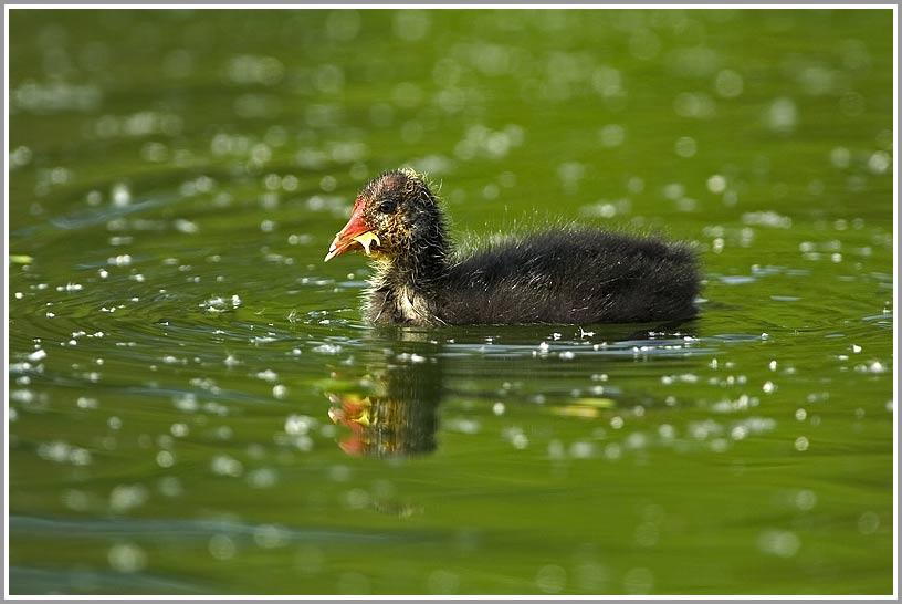 Blässhuhn (Fulica atra), Jungtier