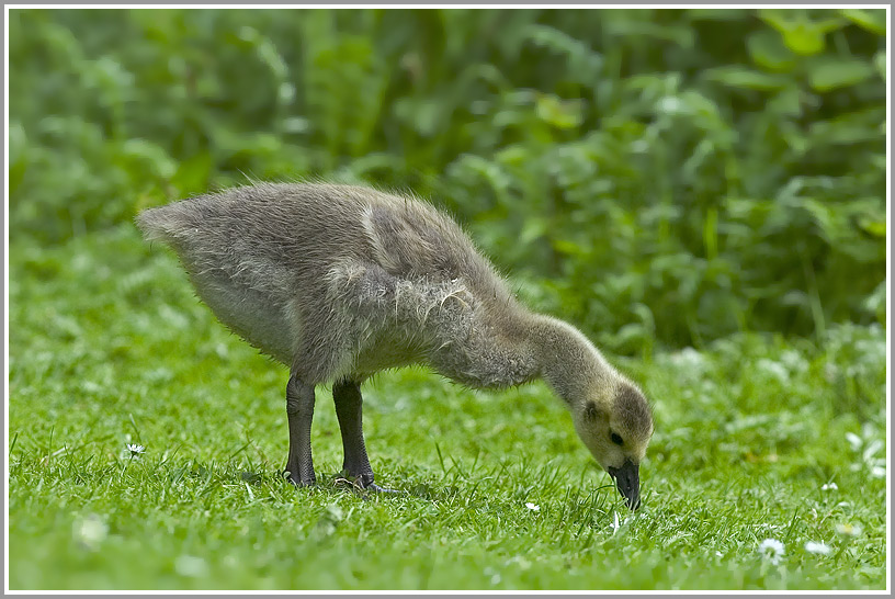 Kanadagans (Branta canadensis), Jungtier